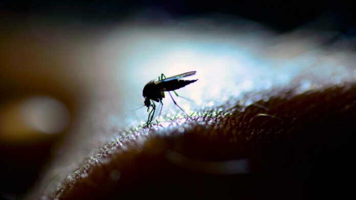 Viral Flu-Like Disease Confirmed in La Quinta Mosquitoes